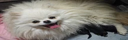 Pomerania perros en venta: Pomerania  - Anuncio 15