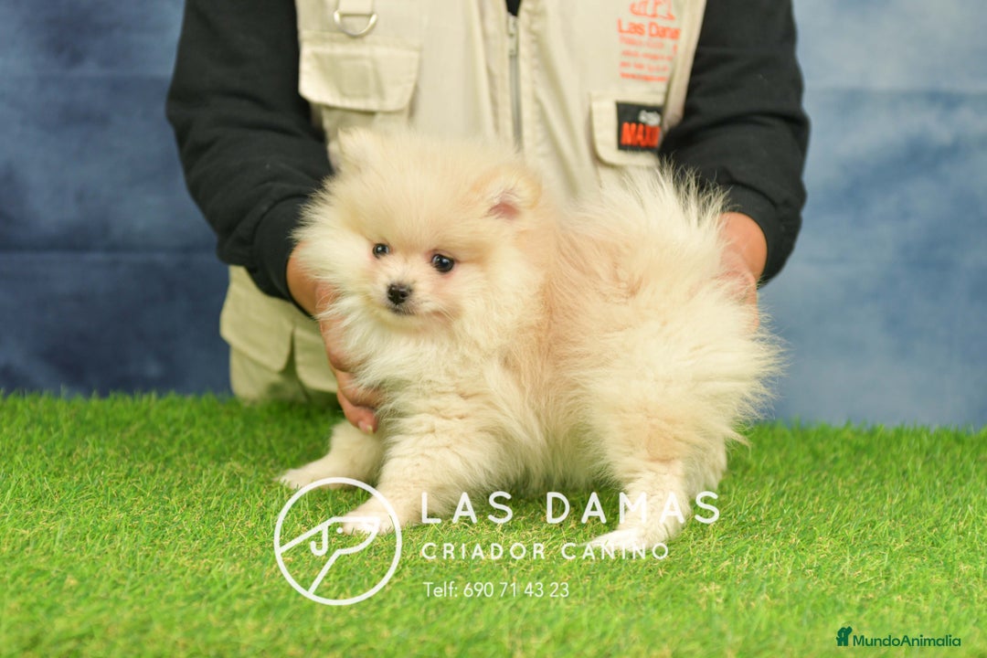 Pomerania perros en venta: Pomeranias hembras disponibles - Anuncio 3