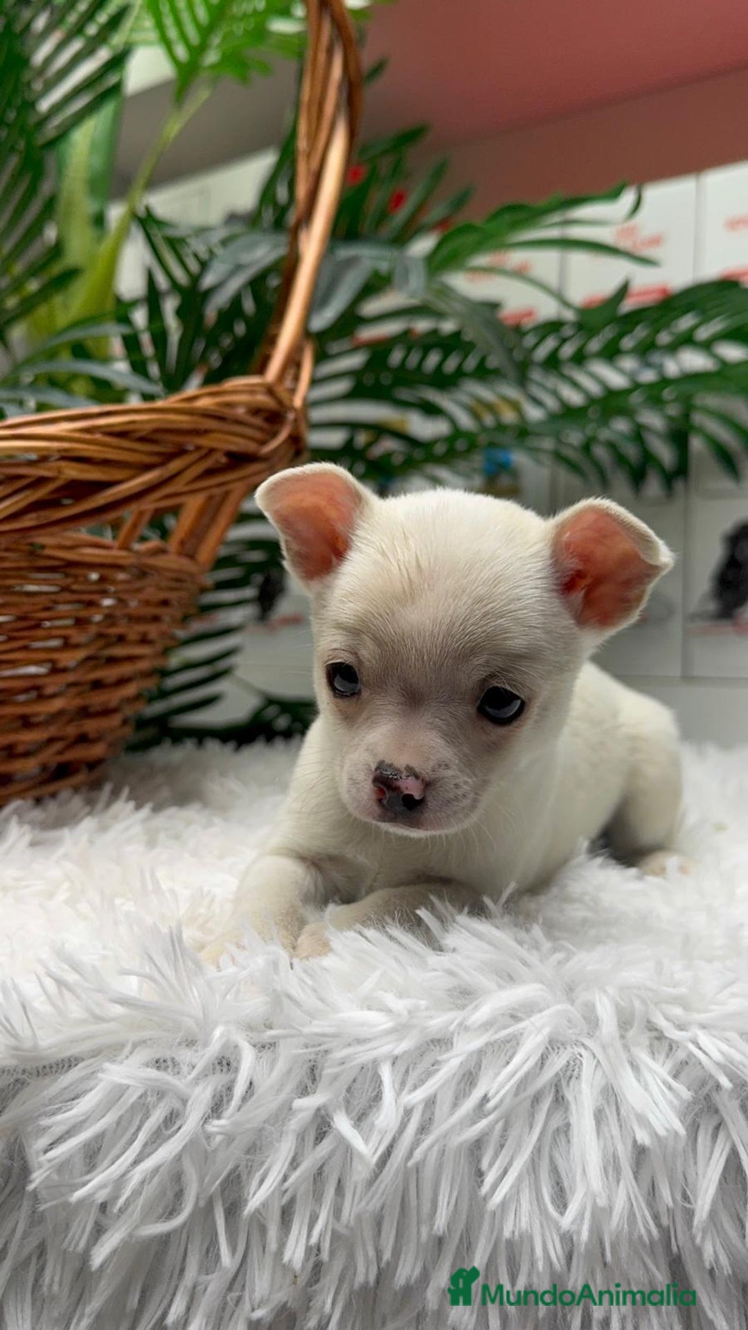 Chihuahua perros en venta: CHIHUAHUA MACHO - Anuncio 23