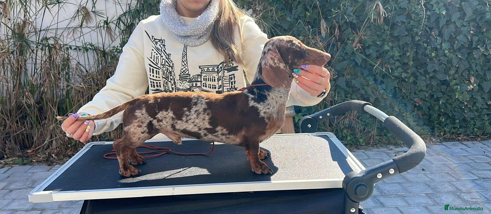 Teckel perros Teckel arlequín para montas - Anuncio 2