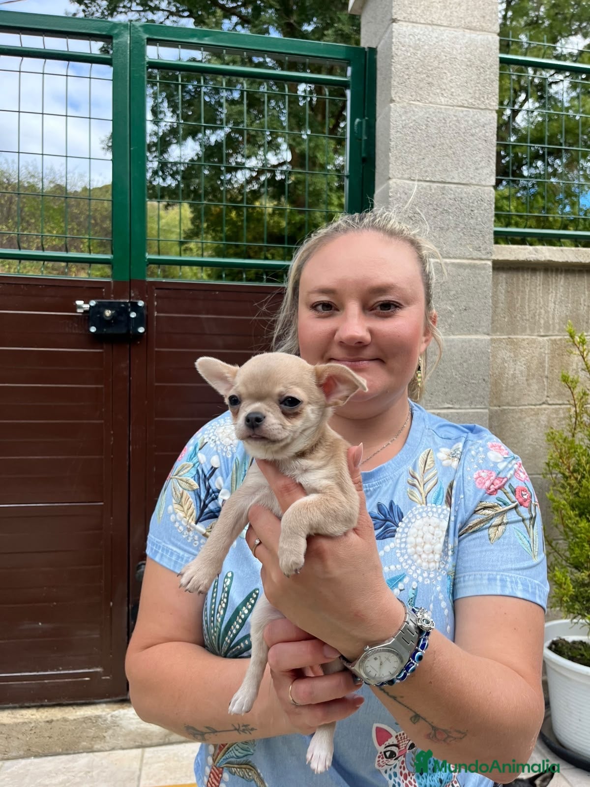 Chihuahua perros Preciosa princesita lilac  - Anuncio 1