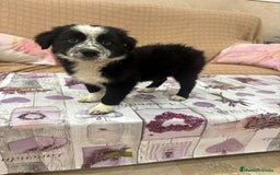 Border Collie perros en venta: Oportunidad border collie  - Imagen 3