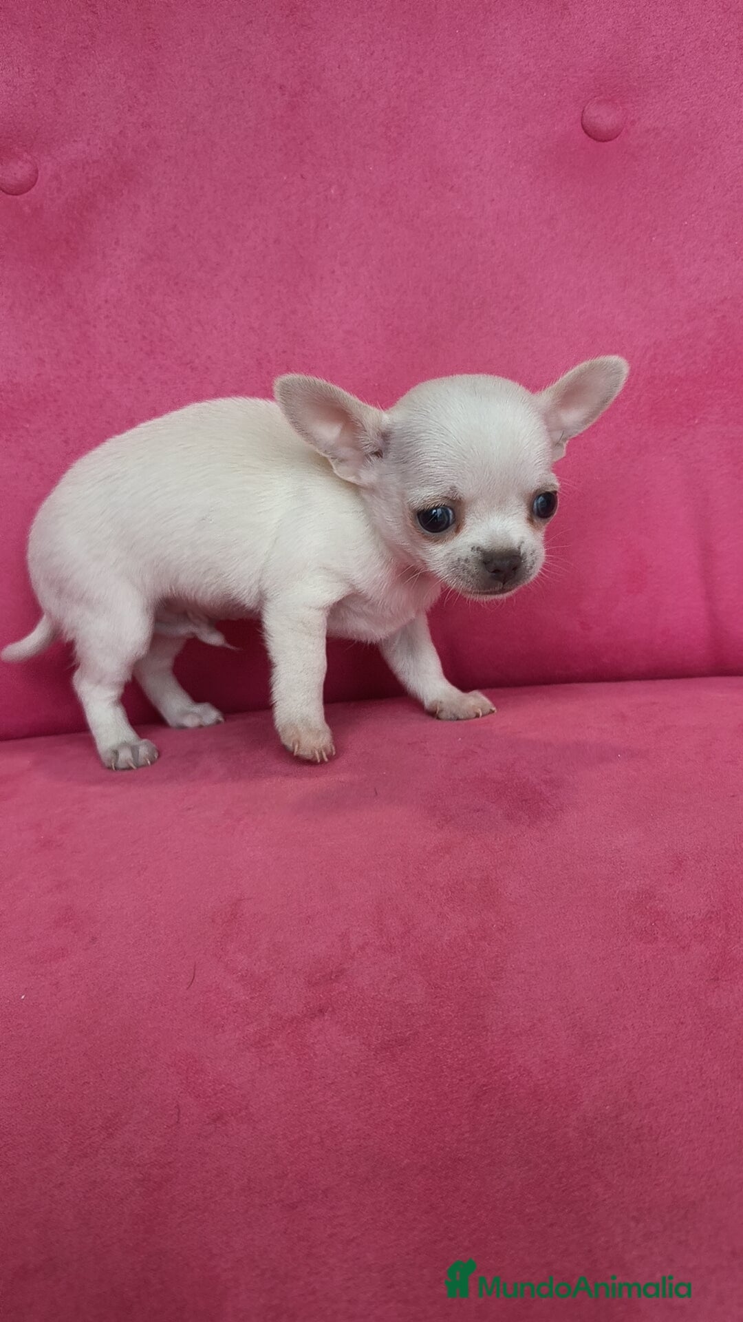Chihuahua perros en venta: Chihuahuas Toy  - Anuncio 3