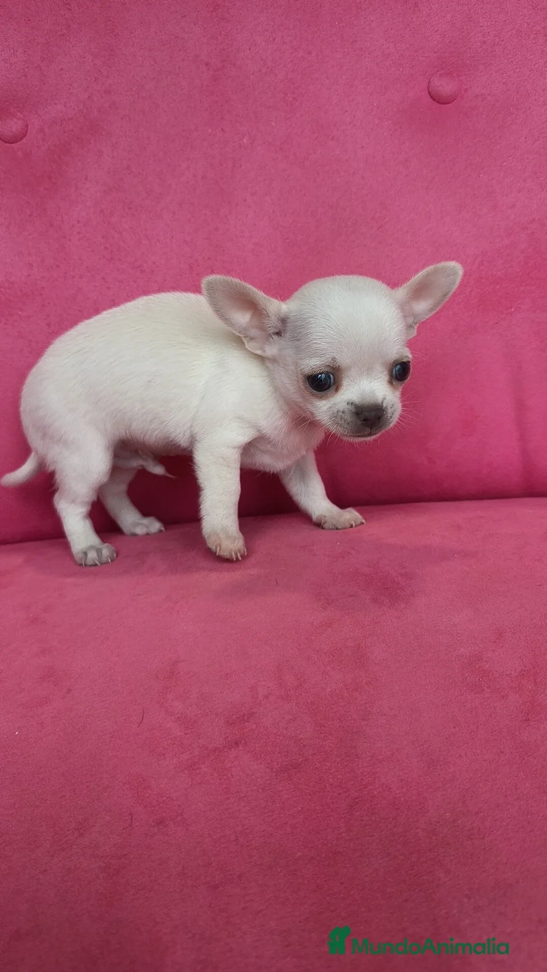 Chihuahua perros en venta: Chihuahuas Toy  - Anuncio 3