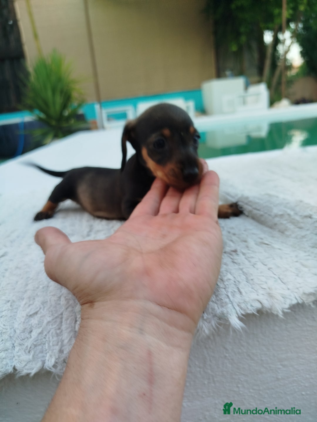 Teckel Miniatura perros en venta: Teckels kanichen  - Anuncio 3