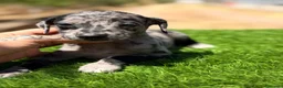 Pequeño Lebrel Italiano perros en venta: Piccolo italiano  - Anuncio 6