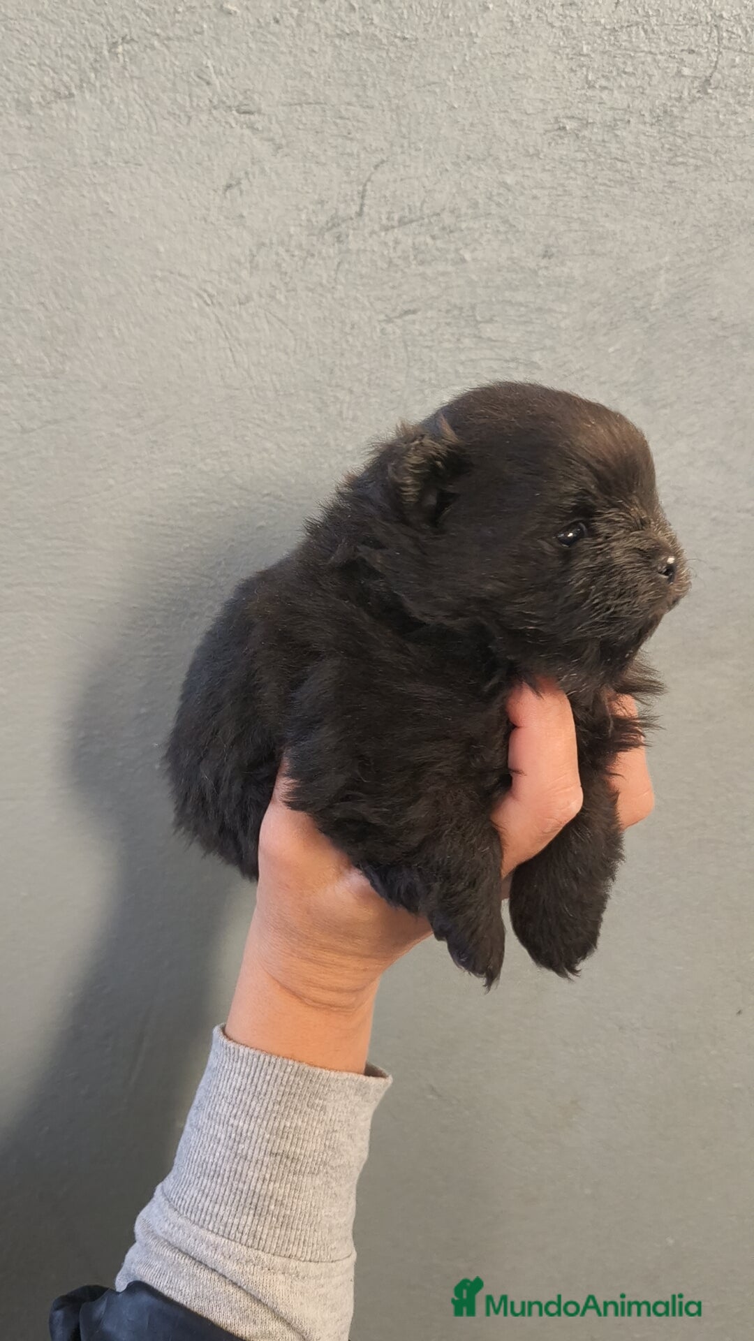 Pomerania perros en venta: Lulú Pomerania hembra  - Anuncio 1