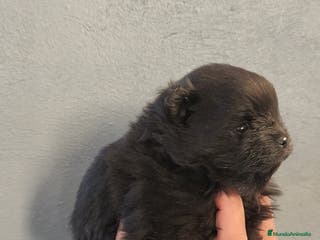 Pomerania perros Lulú Pomerania hembra - Anuncio 30
