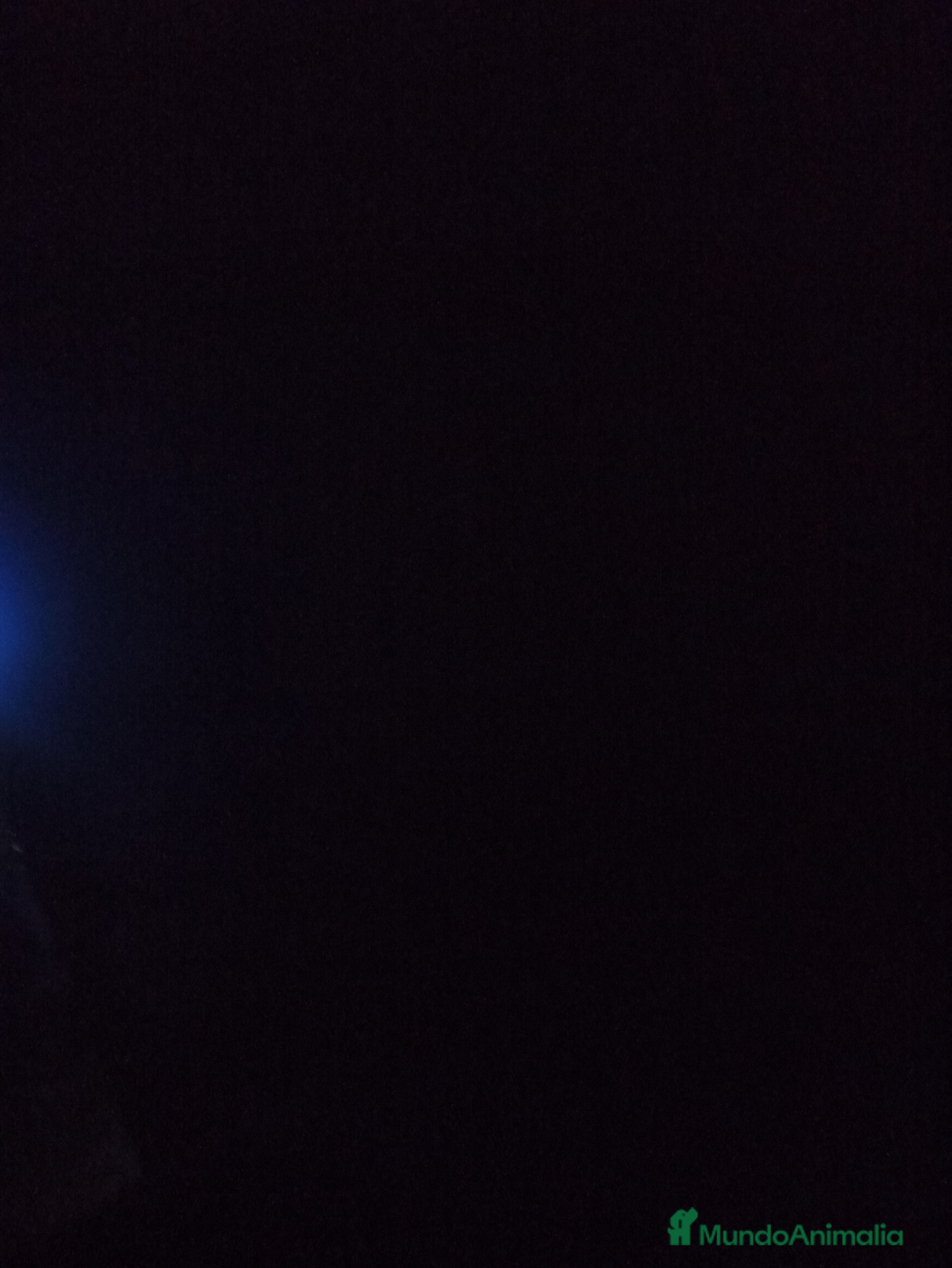 Yorkshire Terrier perros YORKSHIRE  - Anuncio 1