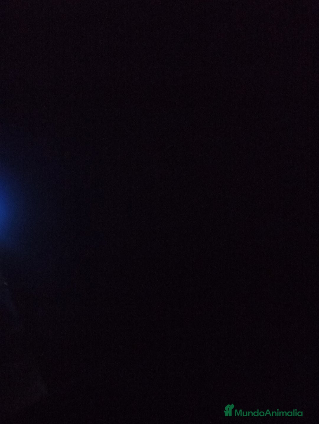 Yorkshire Terrier perros en venta: YORKSHIRE  - Anuncio 1