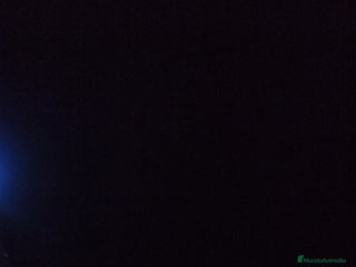 Yorkshire Terrier perros YORKSHIRE - Anuncio 1