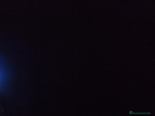 Yorkshire Terrier perros YORKSHIRE - Anuncio 9