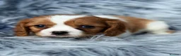 Cavalier King Charles Spaniel perros en venta: CAVALIER BLENHEIN MACHOS Y HEMBRAS - Anuncio 10
