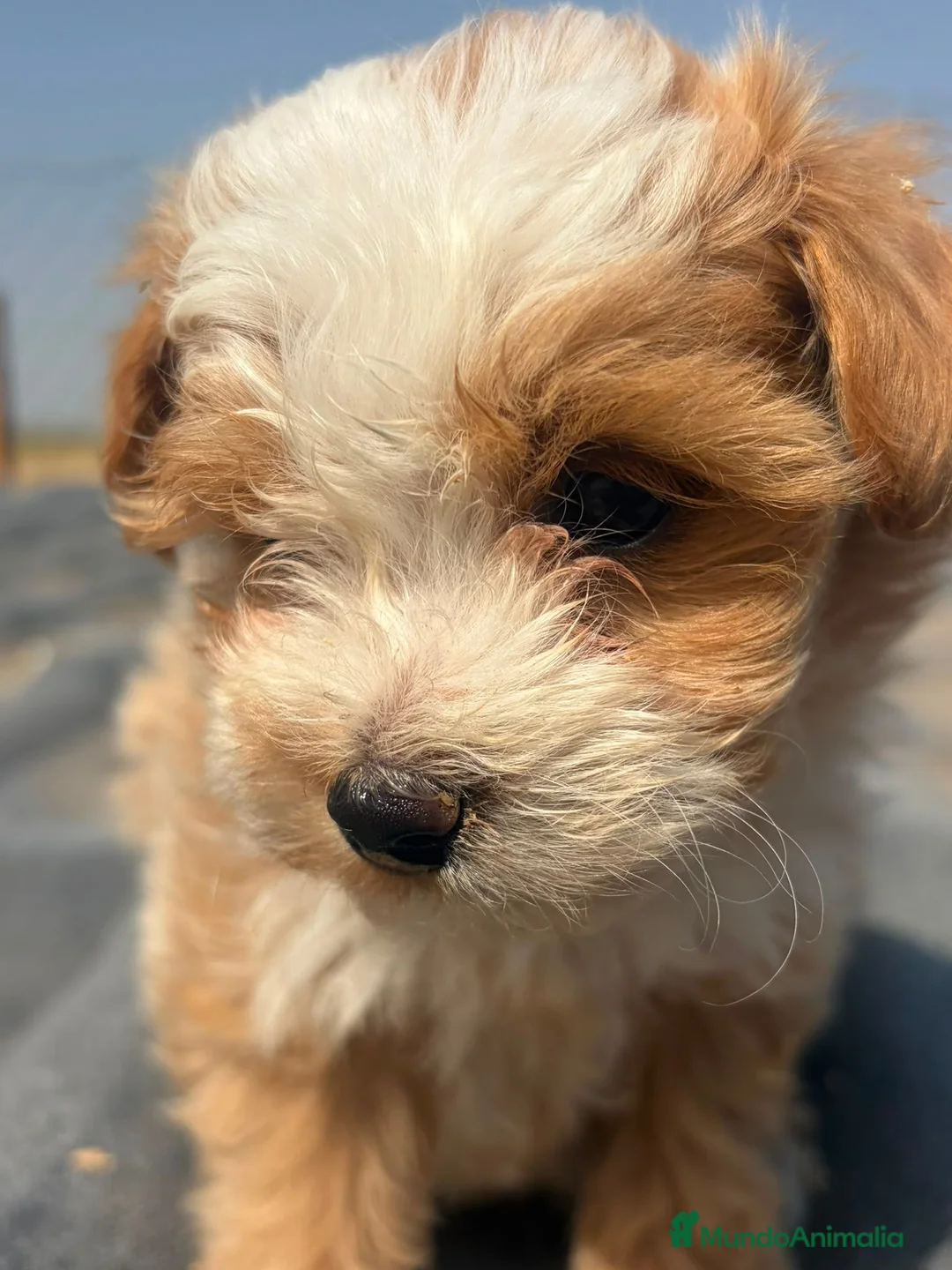 Maltipoo perros en venta: Canadá de Maltipoo 🌟🌟🌟🌟🌟 - Anuncio 2