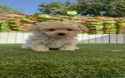 Maltipoo perros en venta: MALTIPOO MINI TOY MUY PEQUEÑITO (2-2´5k adulto) - Imagen 14