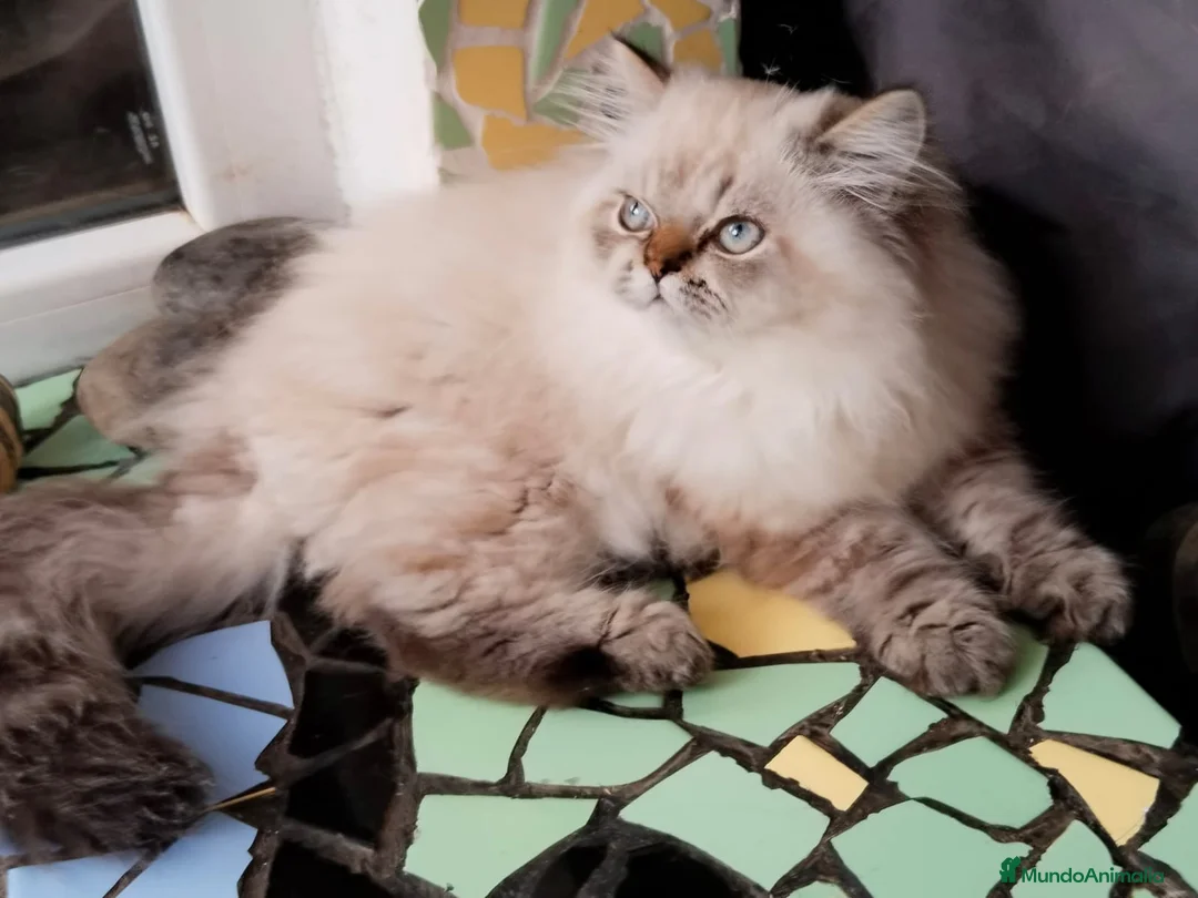 Persa gatos en venta: Macho persa point en Madrid - Anuncio 5