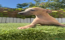 Pequeño Lebrel Italiano perros en venta: PICCOLO ISABELA macho - Imagen 5