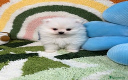 Pomerania perros en venta: Pomerania Blanco Puro - Imagen 8