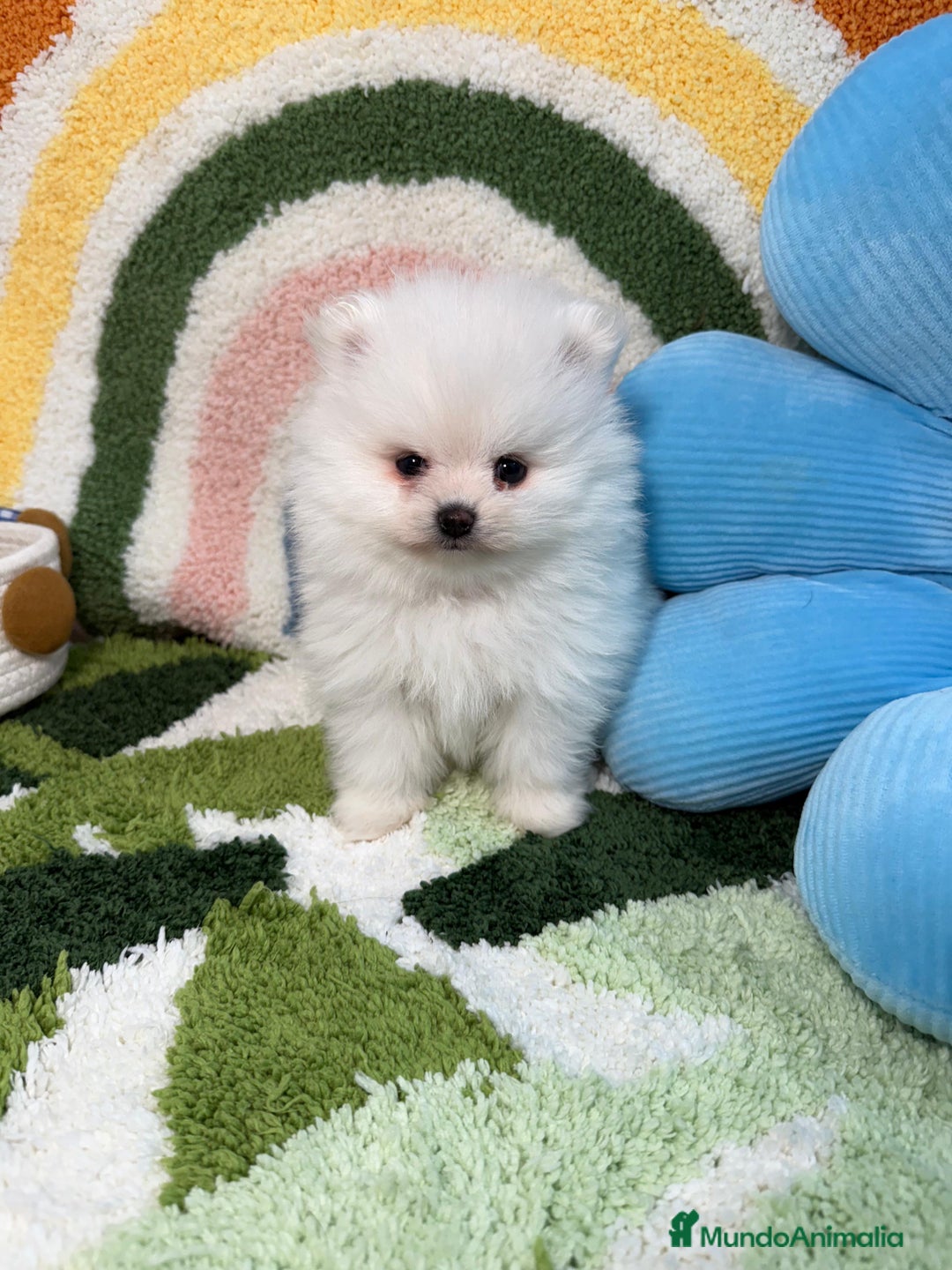 Pomerania perros en venta: Pomerania Blanco Puro - Imagen 8