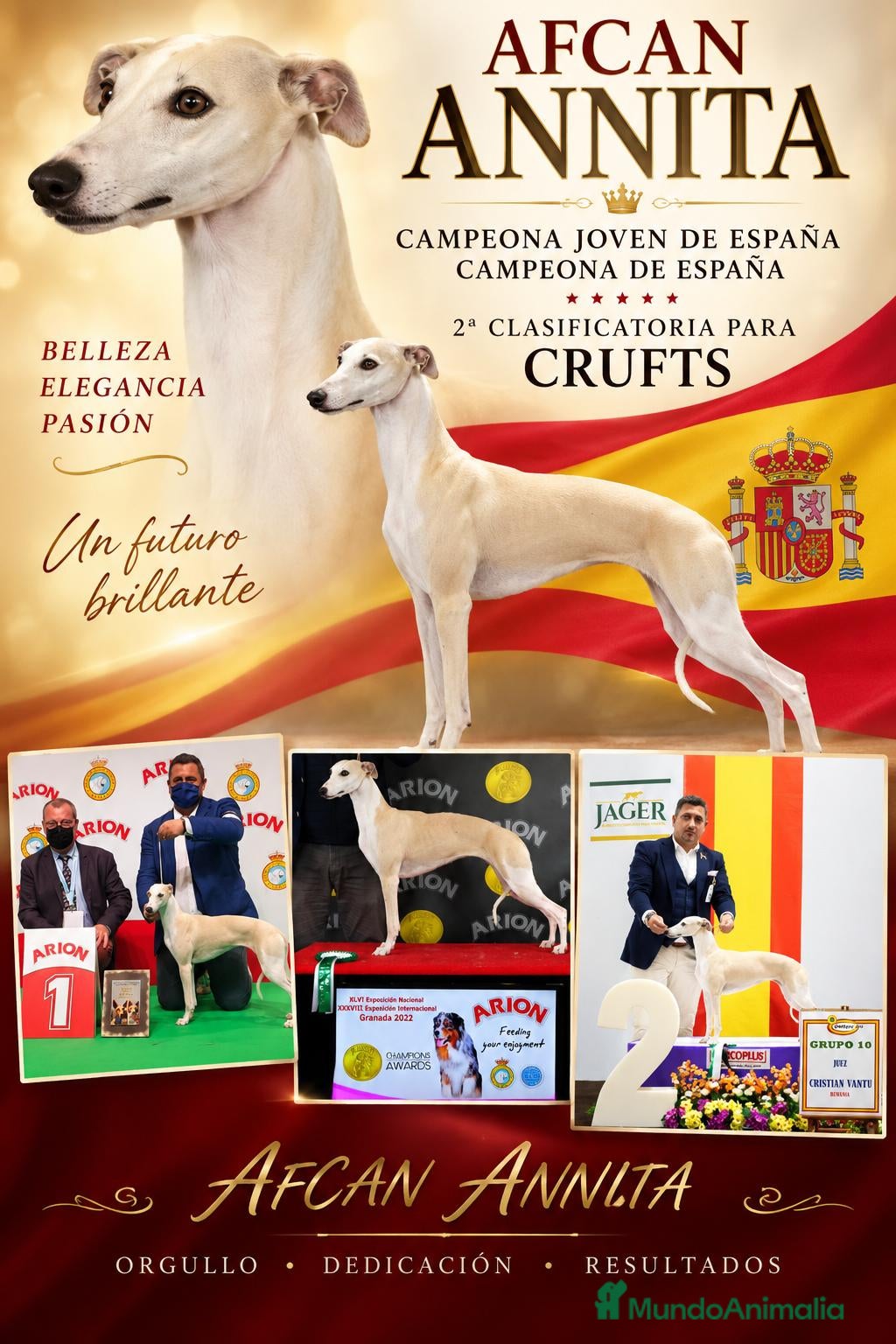 Whippet perros venta - Anuncio 1
