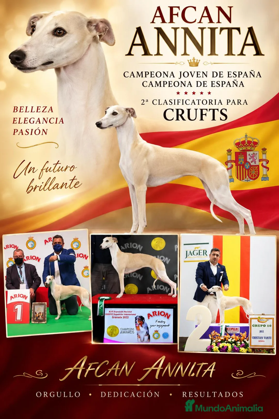 Whippet perros en venta: venta - Anuncio 1