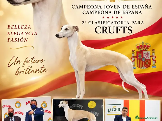 Whippet perros en venta: venta - Anuncio 1