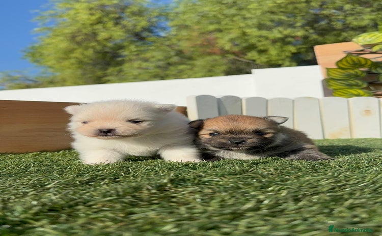 Pomerania perros - Anuncio 1