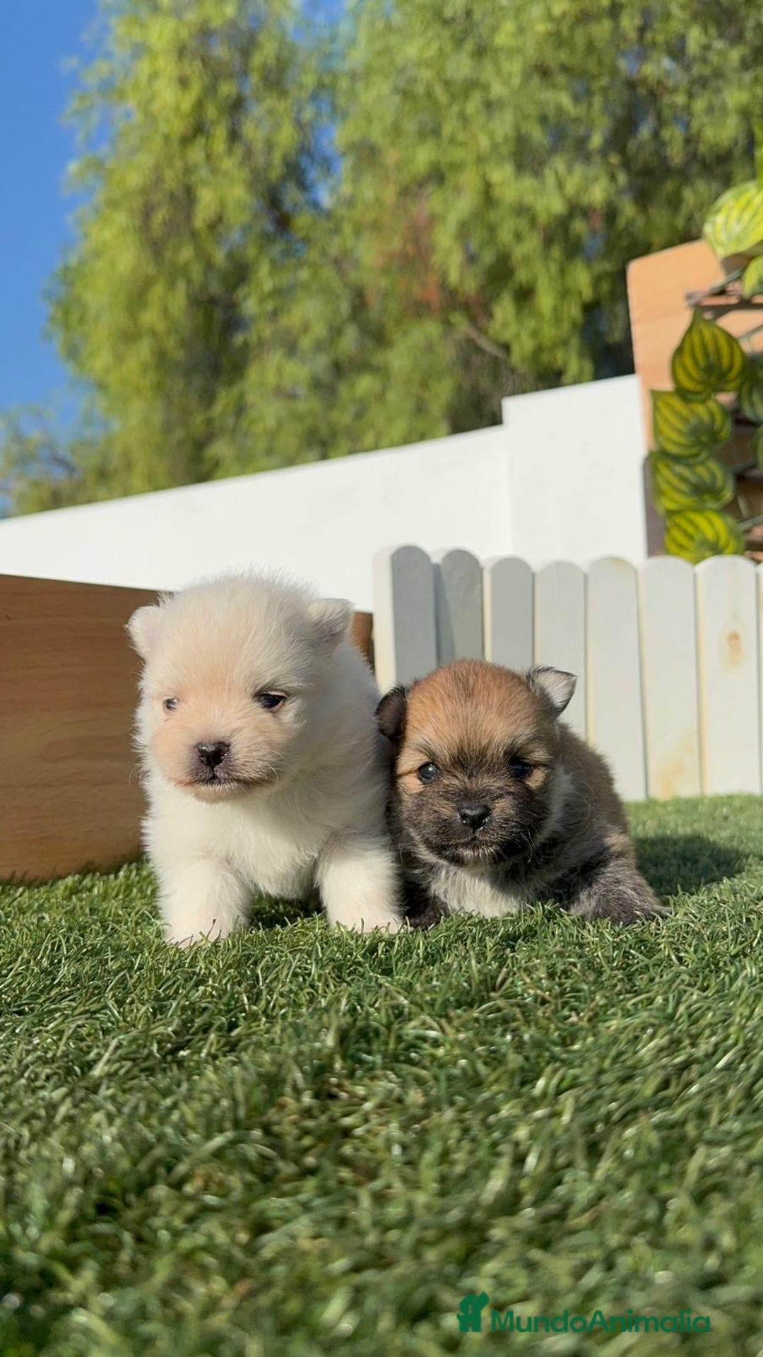 Pomerania perros en venta: POMERANIAS HEMBRAS - Imagen 1
