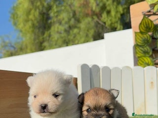 Pomerania perros - Anuncio 30