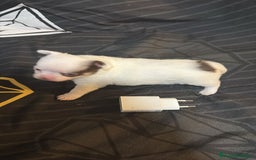 Chihuahua perros en venta: Chihuahua toy rusos - Imagen 11