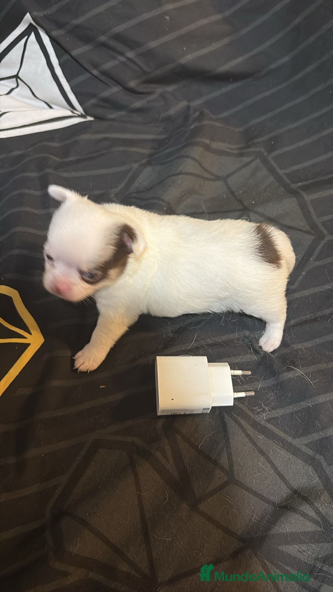 Chihuahua perros en venta: Chihuahua toy rusos - Imagen 11