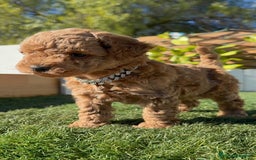 Caniche Toy perros en venta: CANICHE TOY MACHO - Anuncio 3