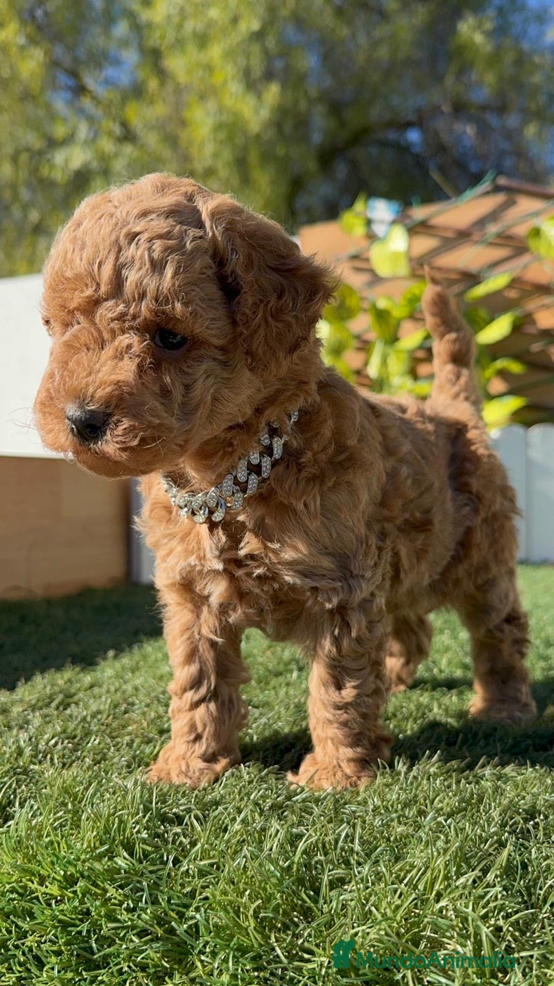 Caniche Toy perros en venta: CANICHE TOY MACHO - Anuncio 3