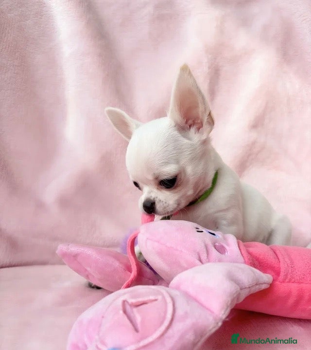 Chihuahua perros 🤍 PRECIOSOS CHIHUAHUA BLANCOS 🤍 - Anuncio 1
