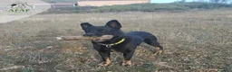 Raza Mixta perros en adopcion: TEX busca hogar - Anuncio 3