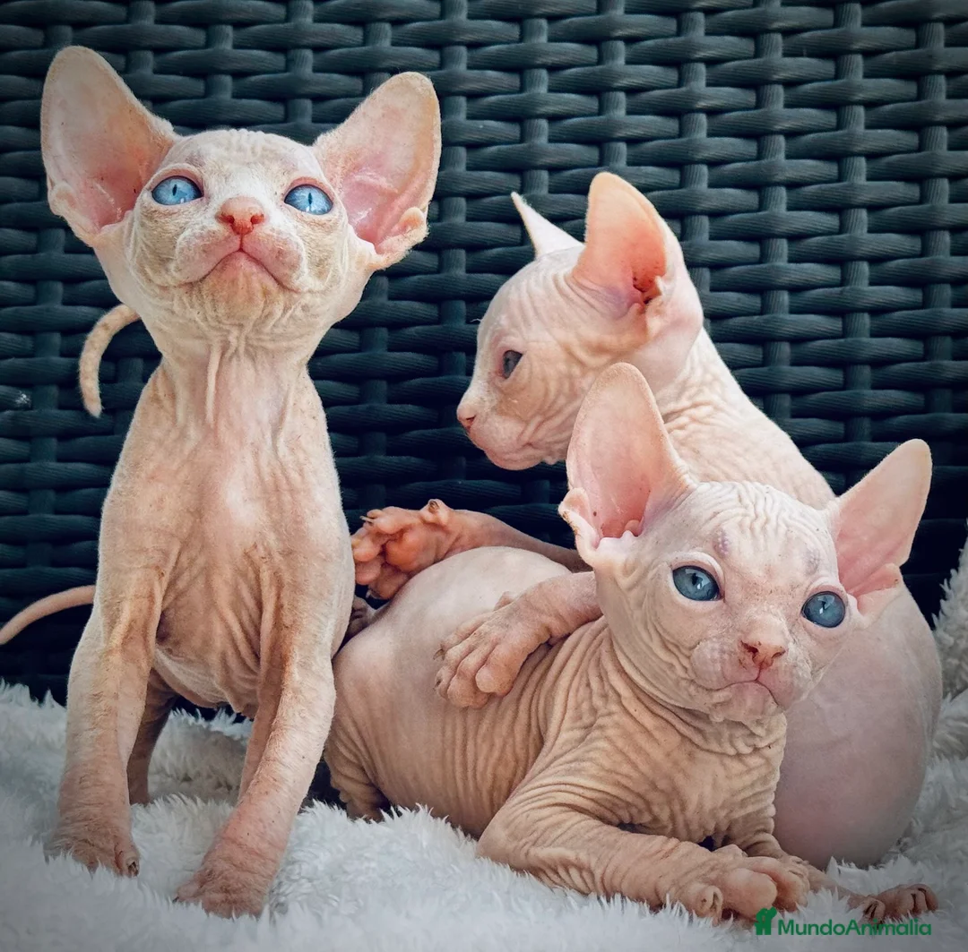 Sphynx gatos en venta: Sphynx con pedigree - Anuncio 1