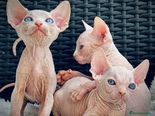 Sphynx gatos Sphynx con pedigree - Anuncio 3