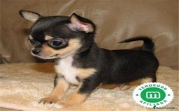 Chihuahua perros en venta: Chihuahua Toy cabeza manzana hembra  - Imagen 1