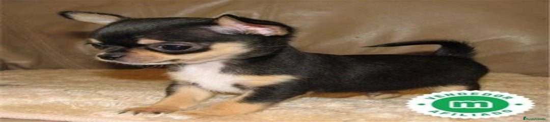Chihuahua Cachorro 1
