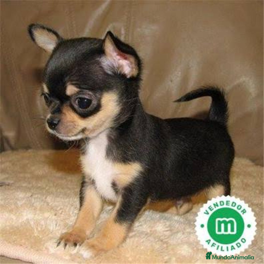 Chihuahua perros en venta: Chihuahua Toy cabeza manzana hembra  - Imagen 1