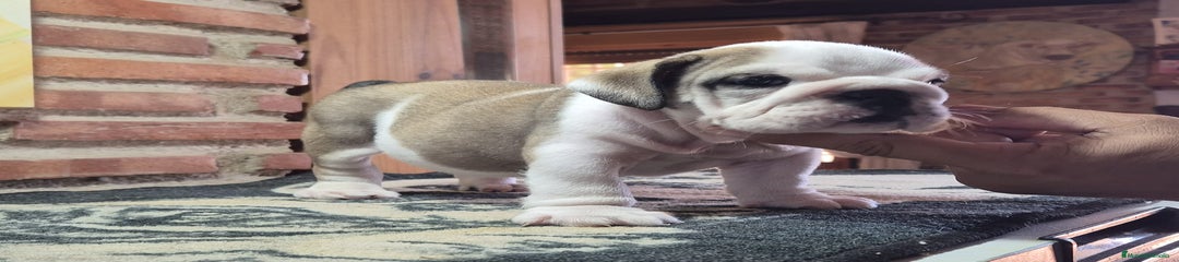 Bulldog Inglés Cachorro 1