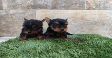 Yorkshire Terrier perros - Anuncio 3