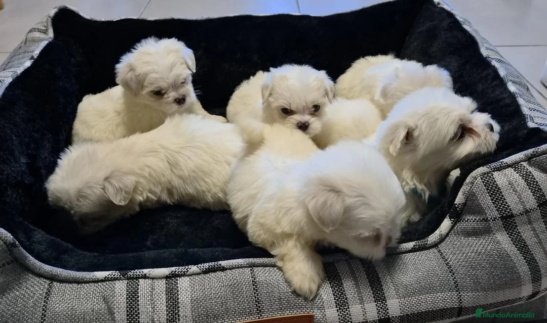 Bichón Maltés perros en venta: Bichón maltés  - Anuncio 2