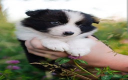 Border Collie perros en venta: BORDER COLLIE - Imagen 1