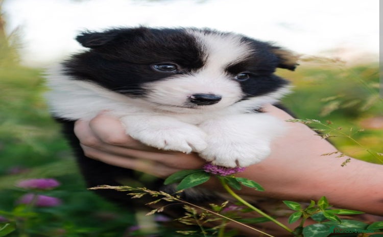 Border Collie perros - Anuncio 1