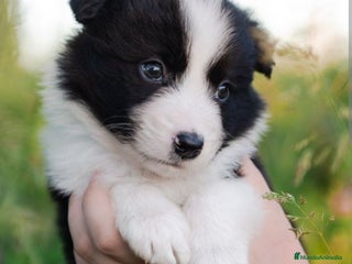 Border Collie perros - Anuncio 2
