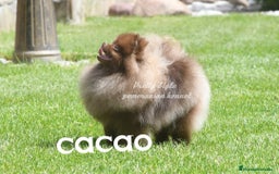 Pomerania perros en venta: Pomerania ositos toy 🩷🩷🩷 - Imagen 6