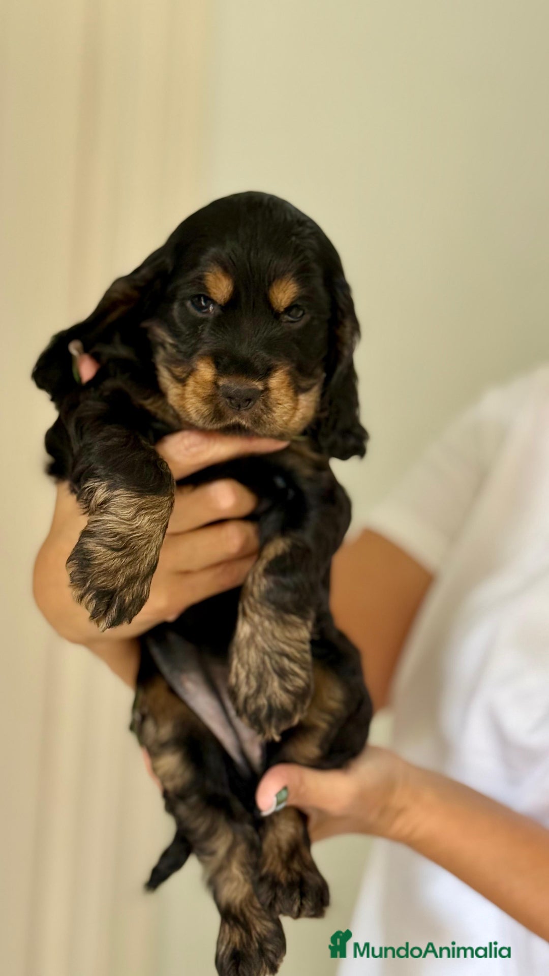 Cocker Spaniel Americano perros en venta: Cocker spanier black tan y negro - Imagen 4