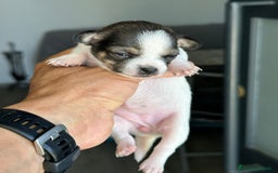 Chihuahua perros en venta: Chihuahuas mis nuevos pequeños - Imagen 15