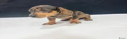 Teckel Miniatura perros en venta: Teckel Miniatura  - Anuncio 14